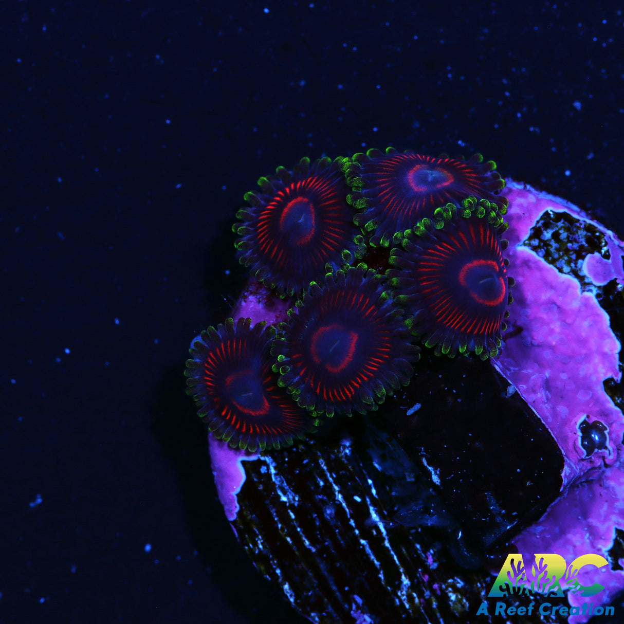 WWC Mini Me Zoa