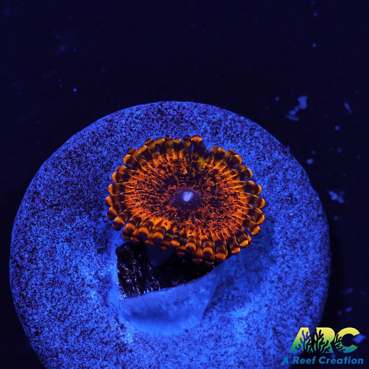 ARC Copperhead Zoa (1st release)