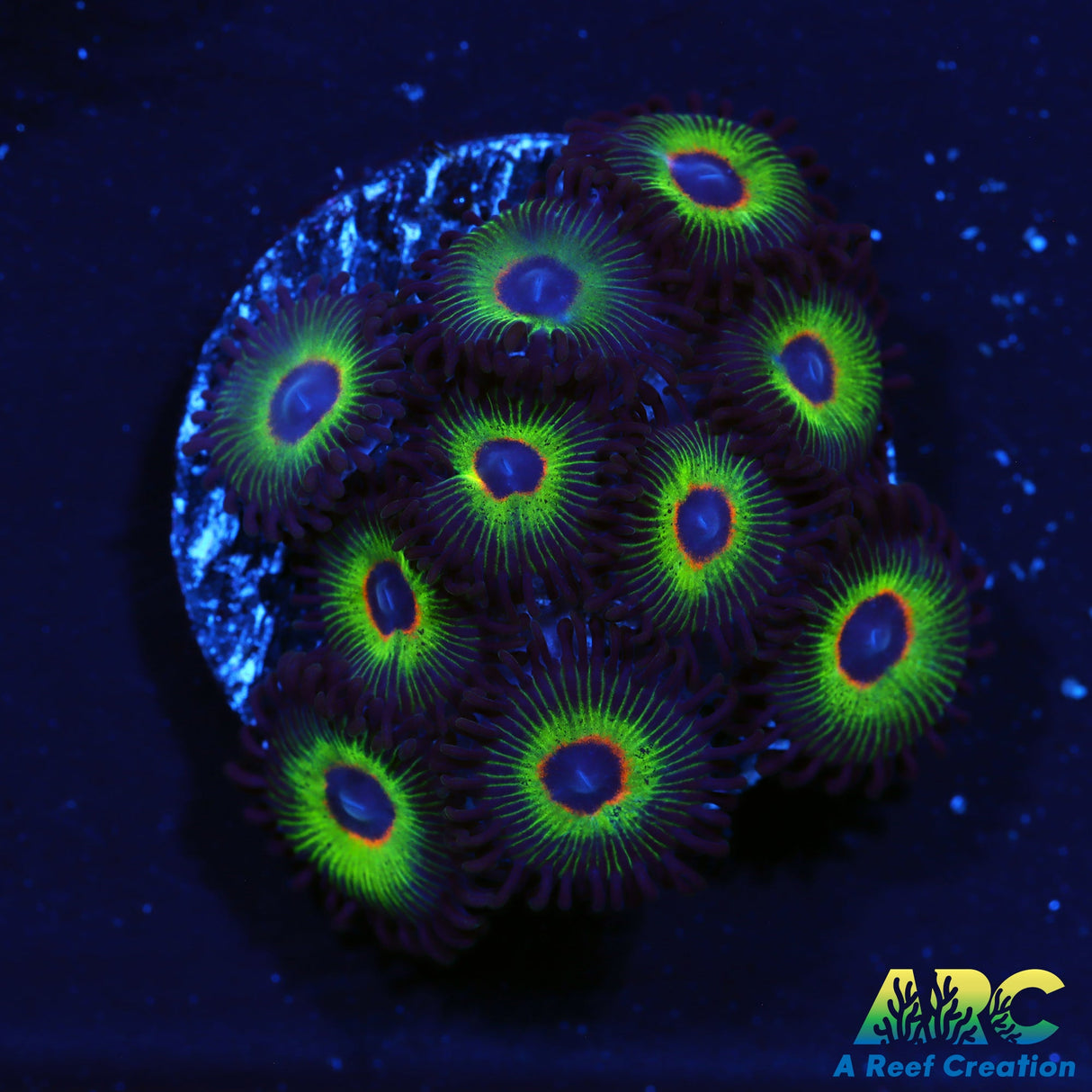 Bob Marley's Zoa