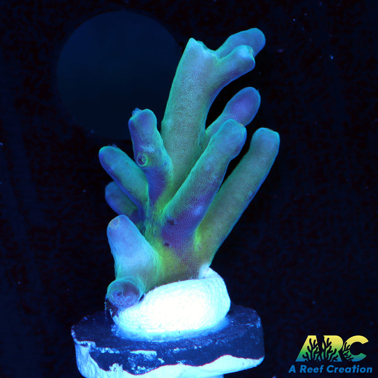 ReefGen Blueberry Fantisy