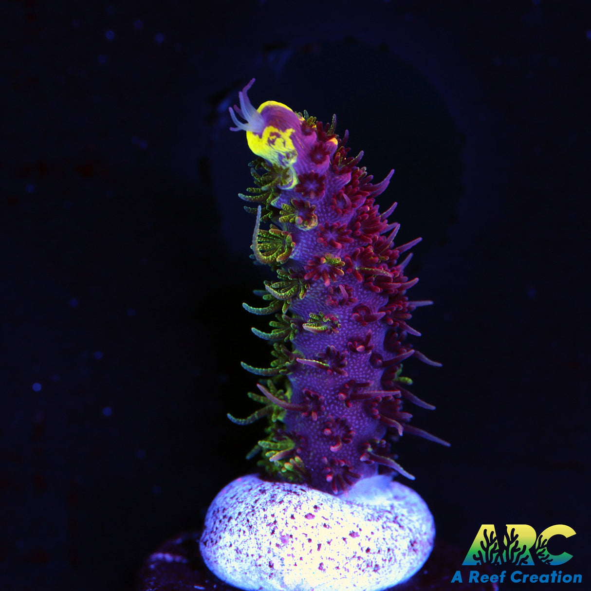 RRC Rainbow Splice (perfect 50/50 split)