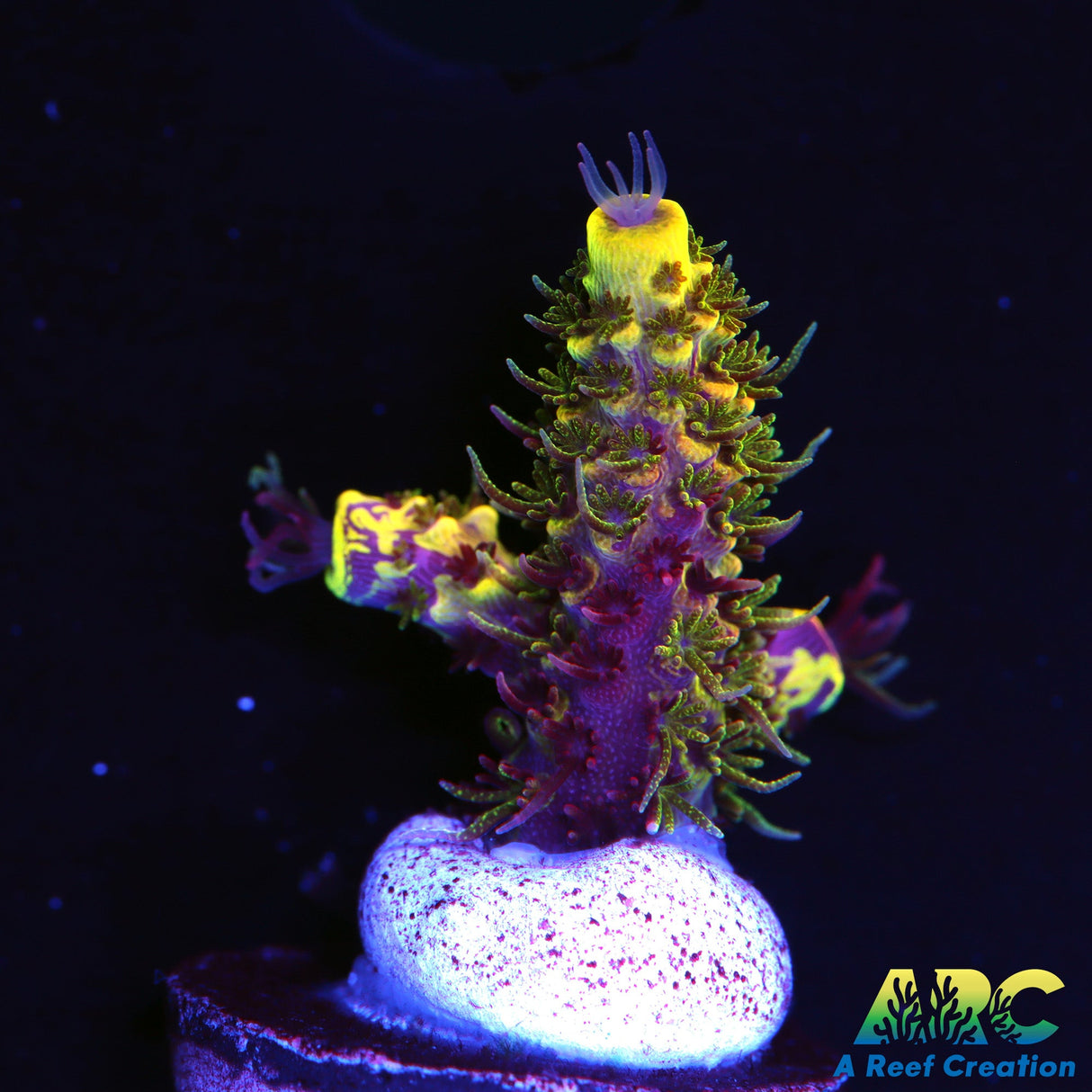 RRC Rainbow Splice (prime cut)