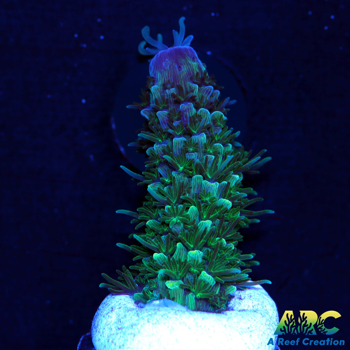 Sanjays Blue Abrolhosensis (Only Frag)
