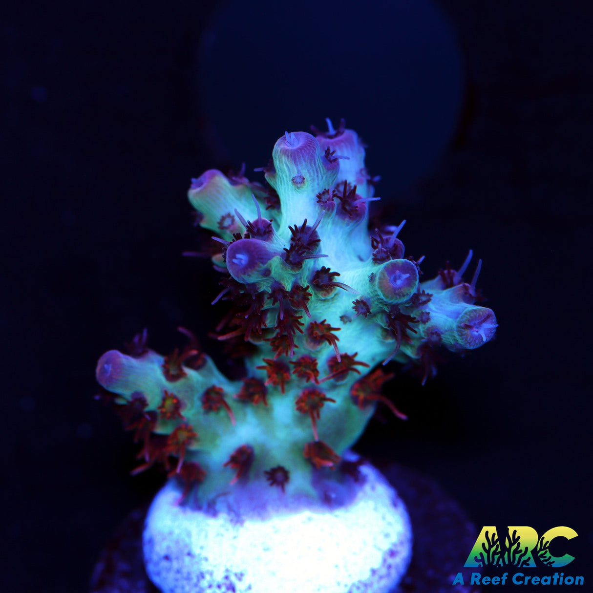 TCK Fuzzy Was A Bear