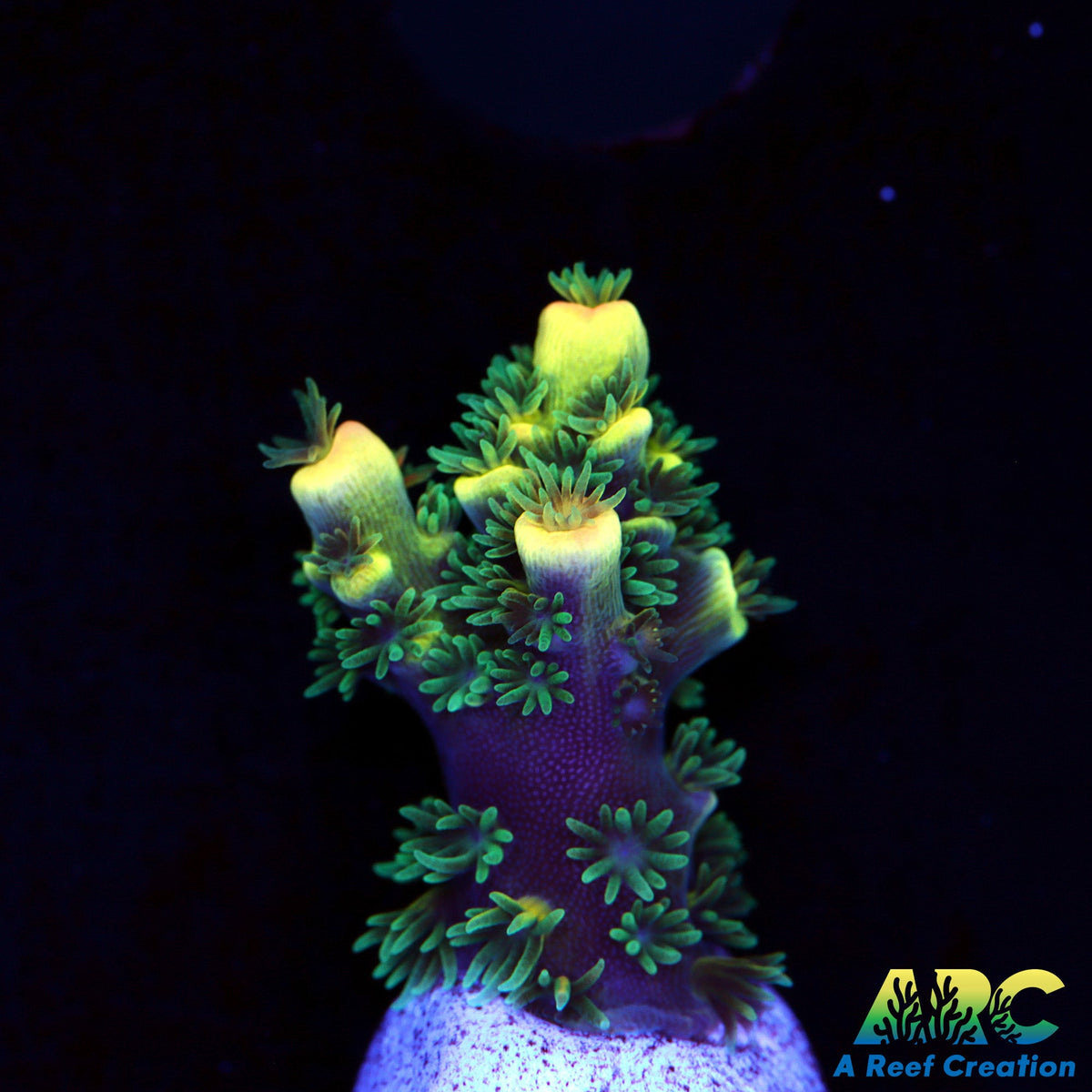 Picture of RRC Bananarama – A Reef Creation