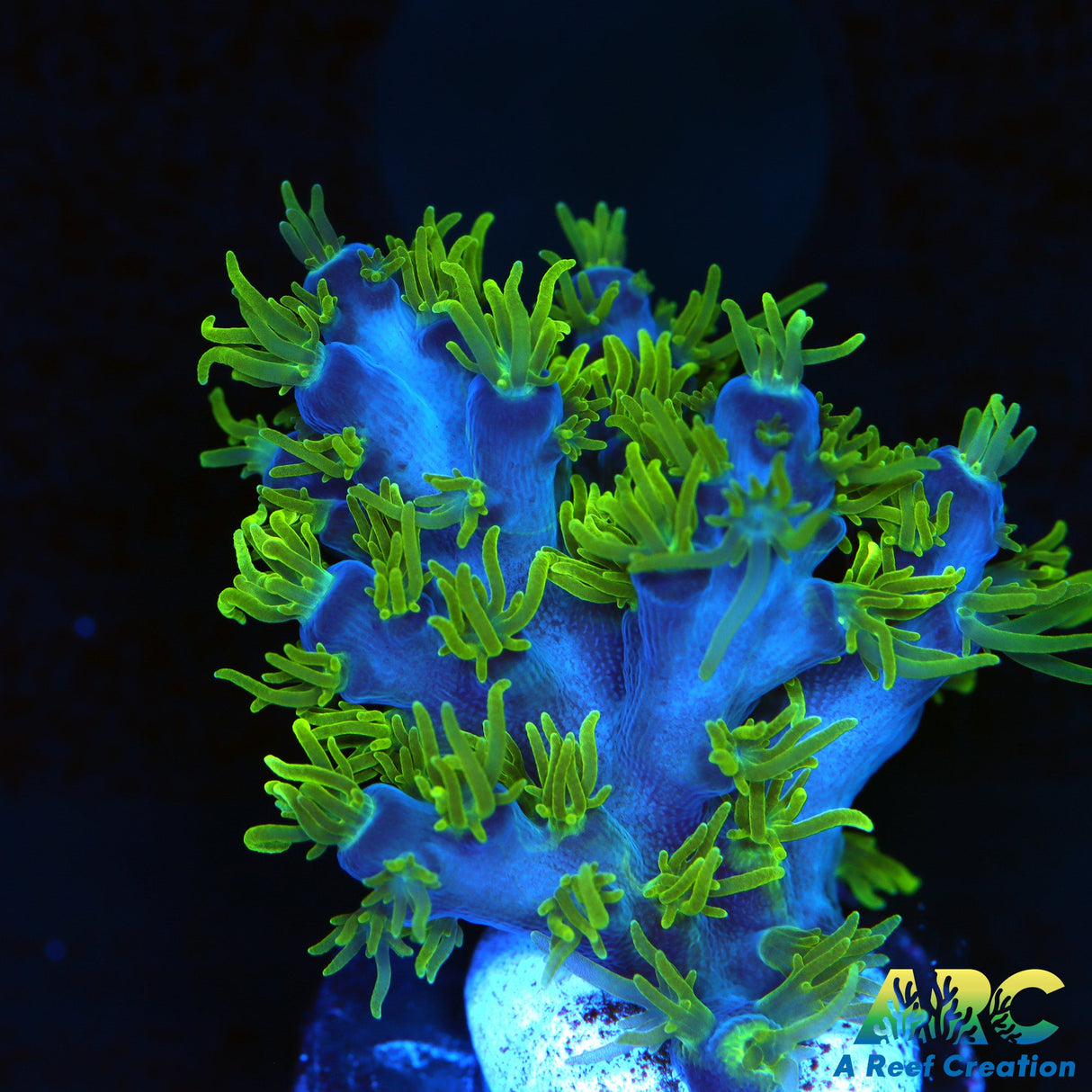 RRC Marvin The Martian