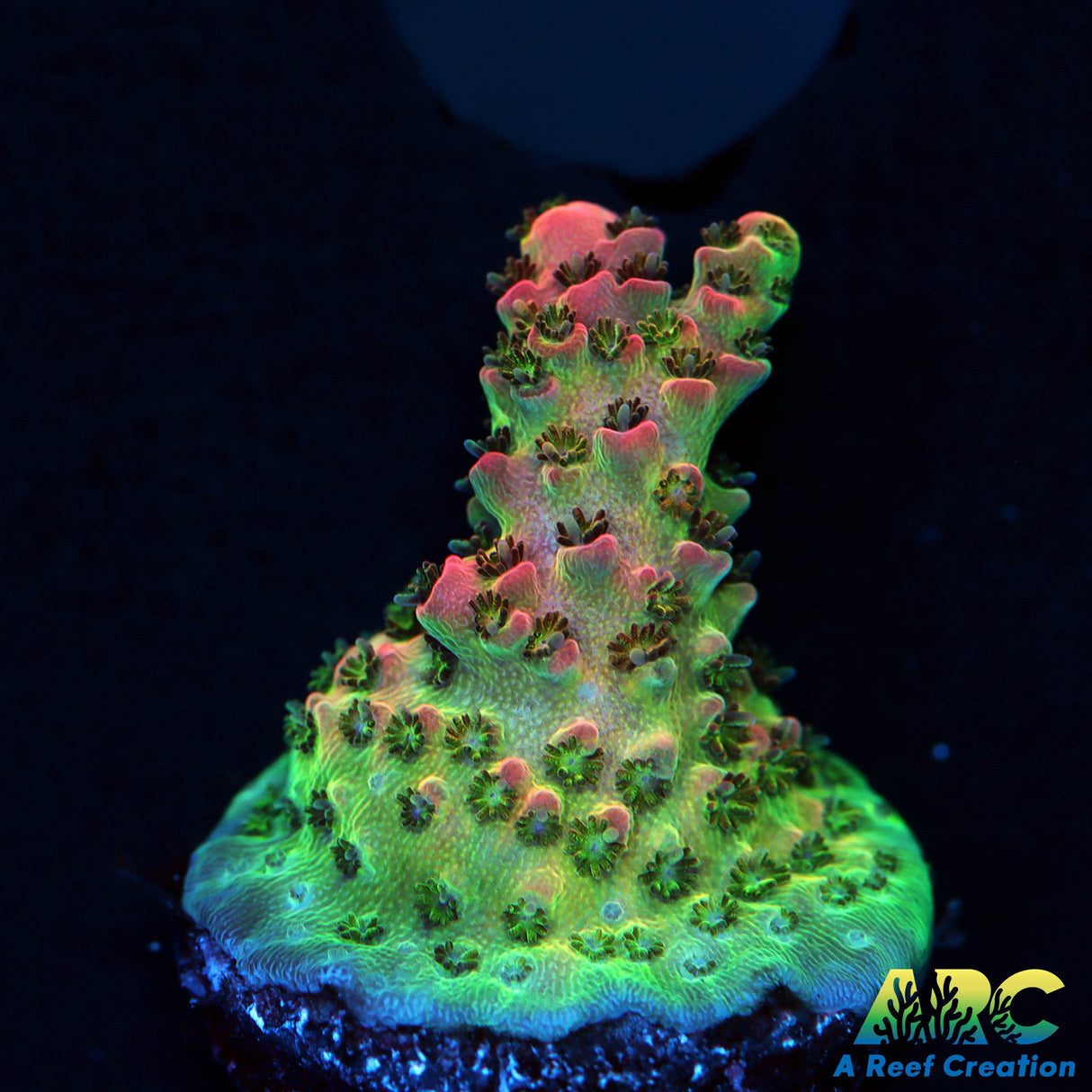 Encrusted WWC Jello Shot