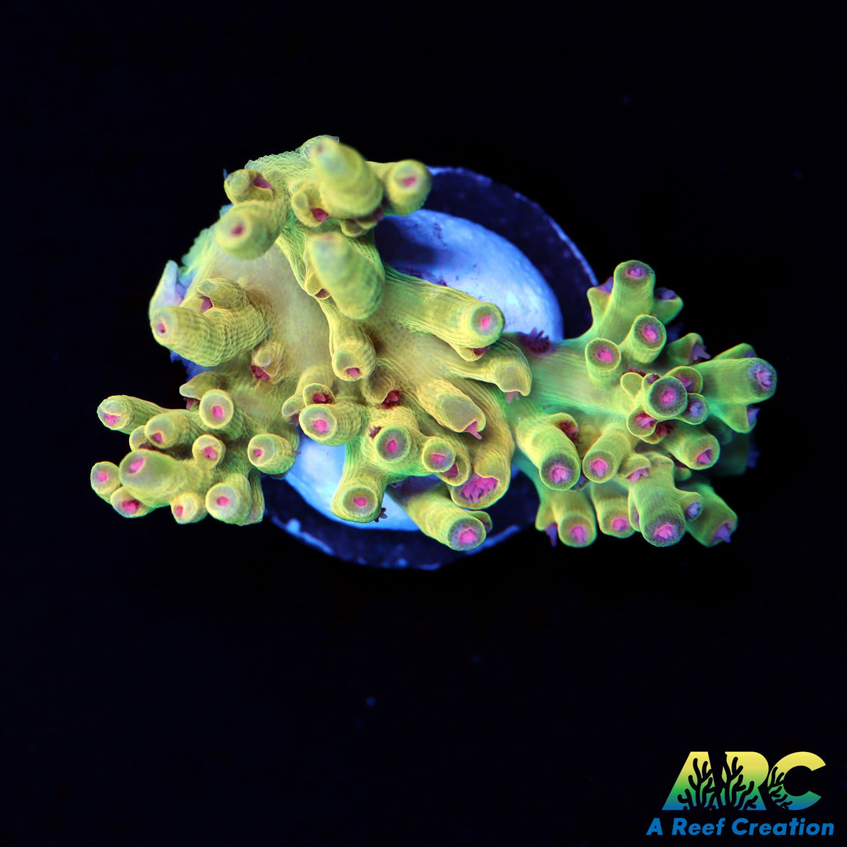 BK Chem Creme de la Creme