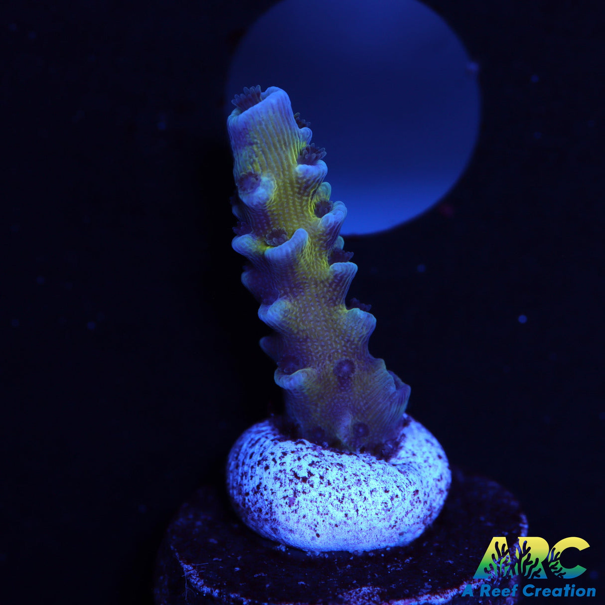 JF Jolt Acro