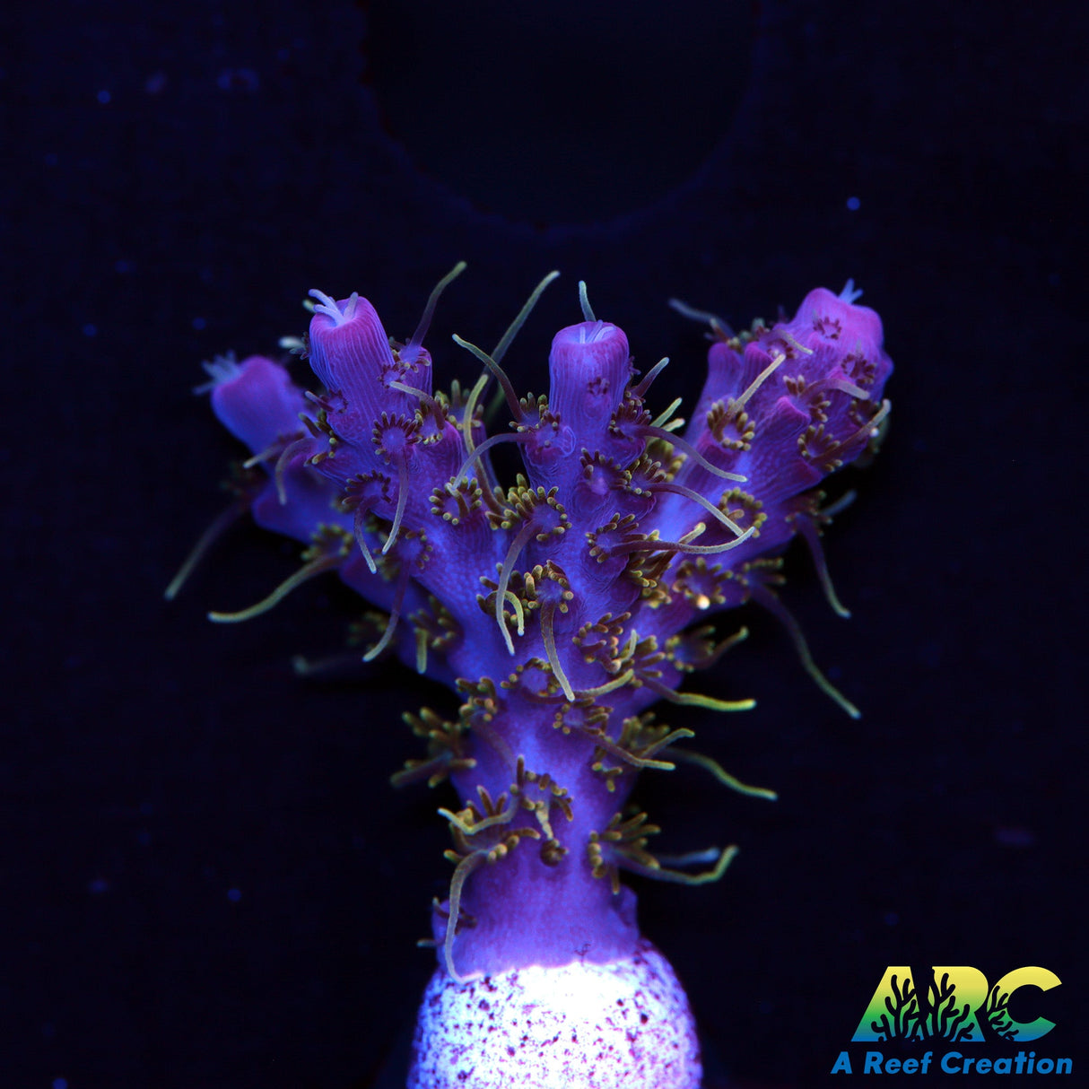 ARC Purple Hairy Monster