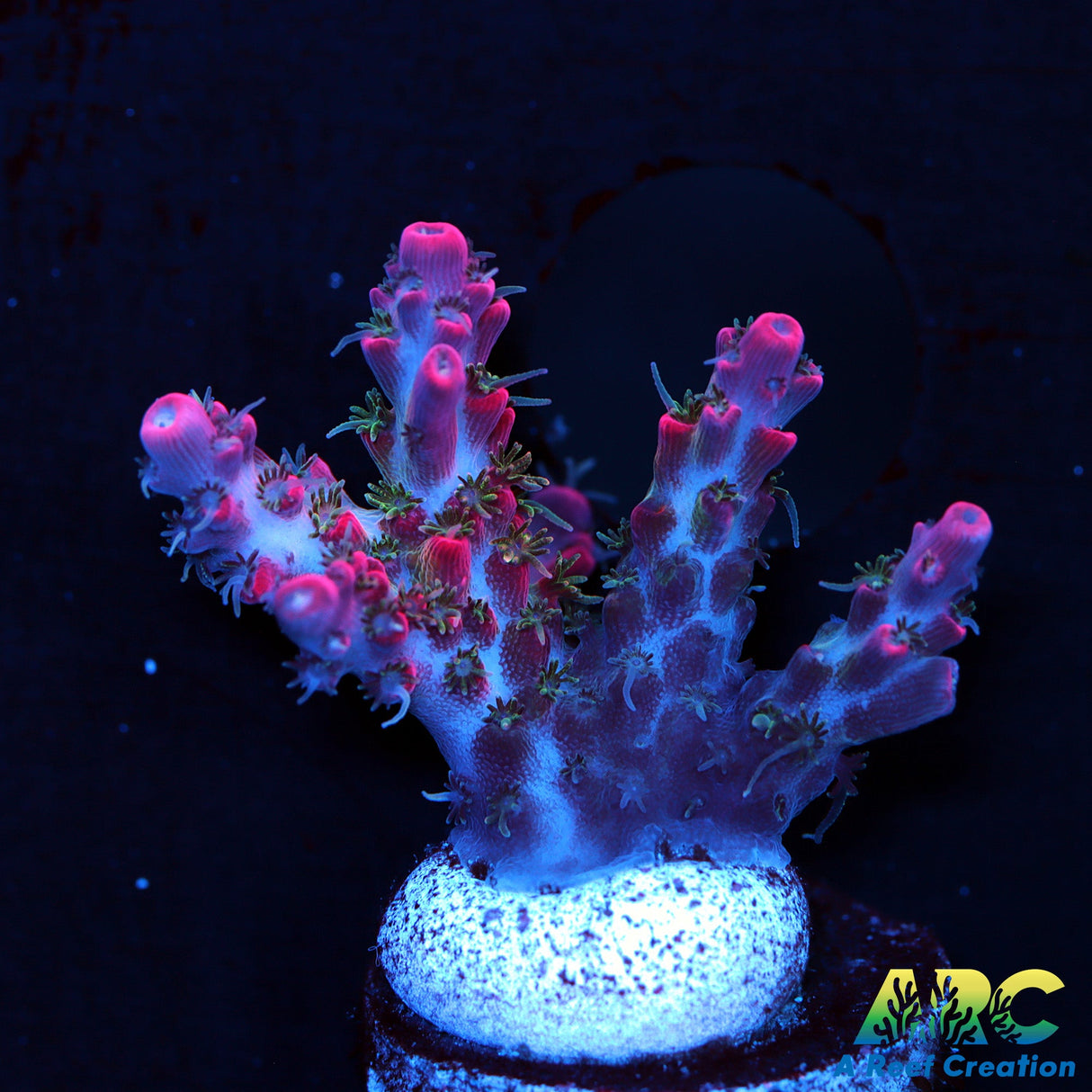 Tyree Pinky The Bear