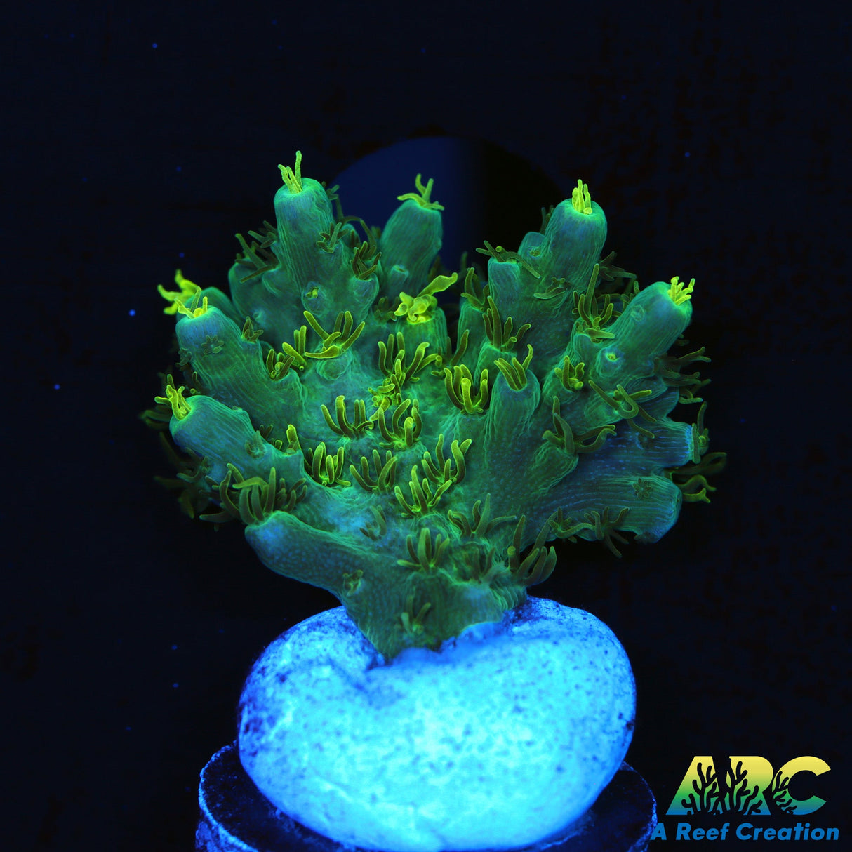 ARC Fuzzy Lime Table