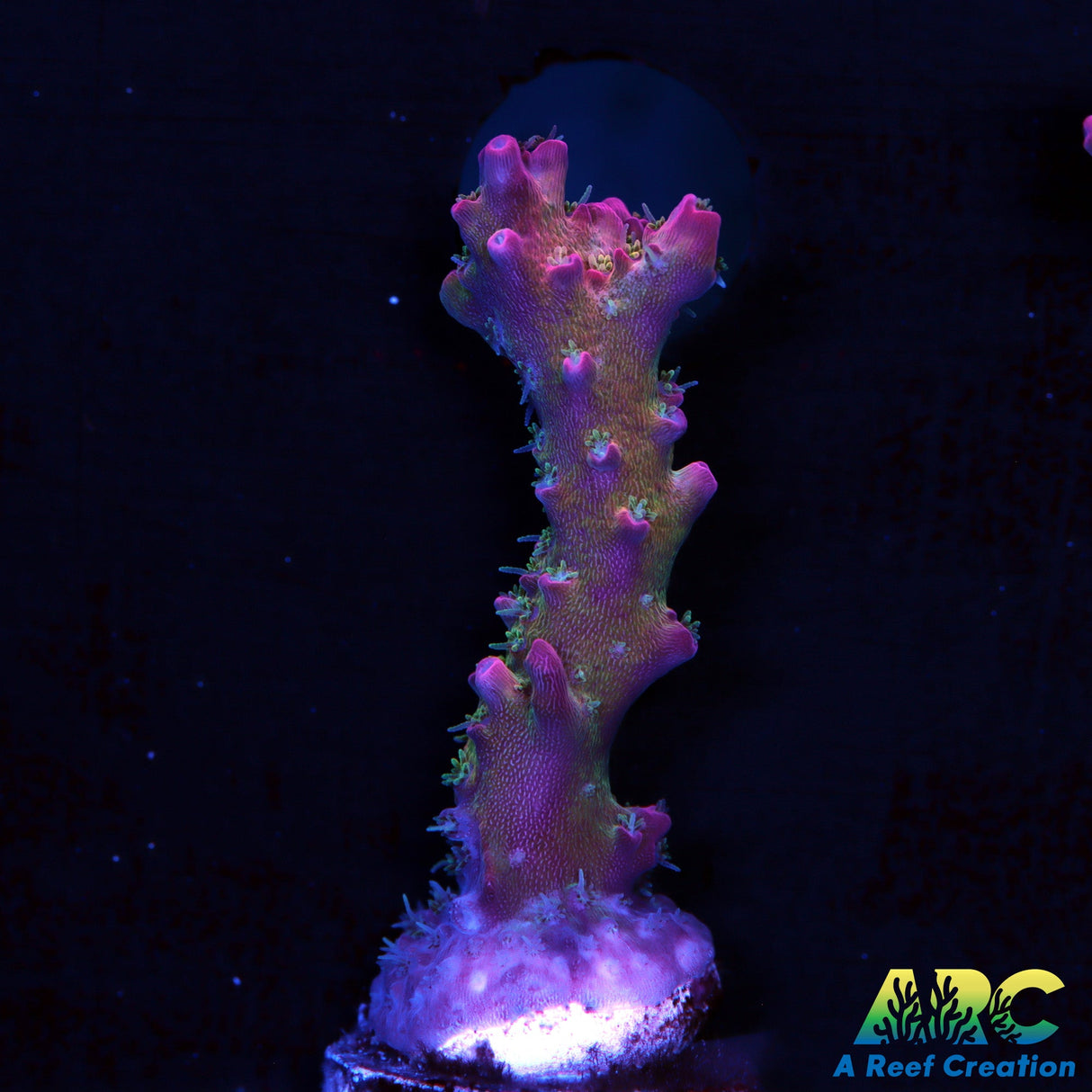 Tyree Pinky The Bear