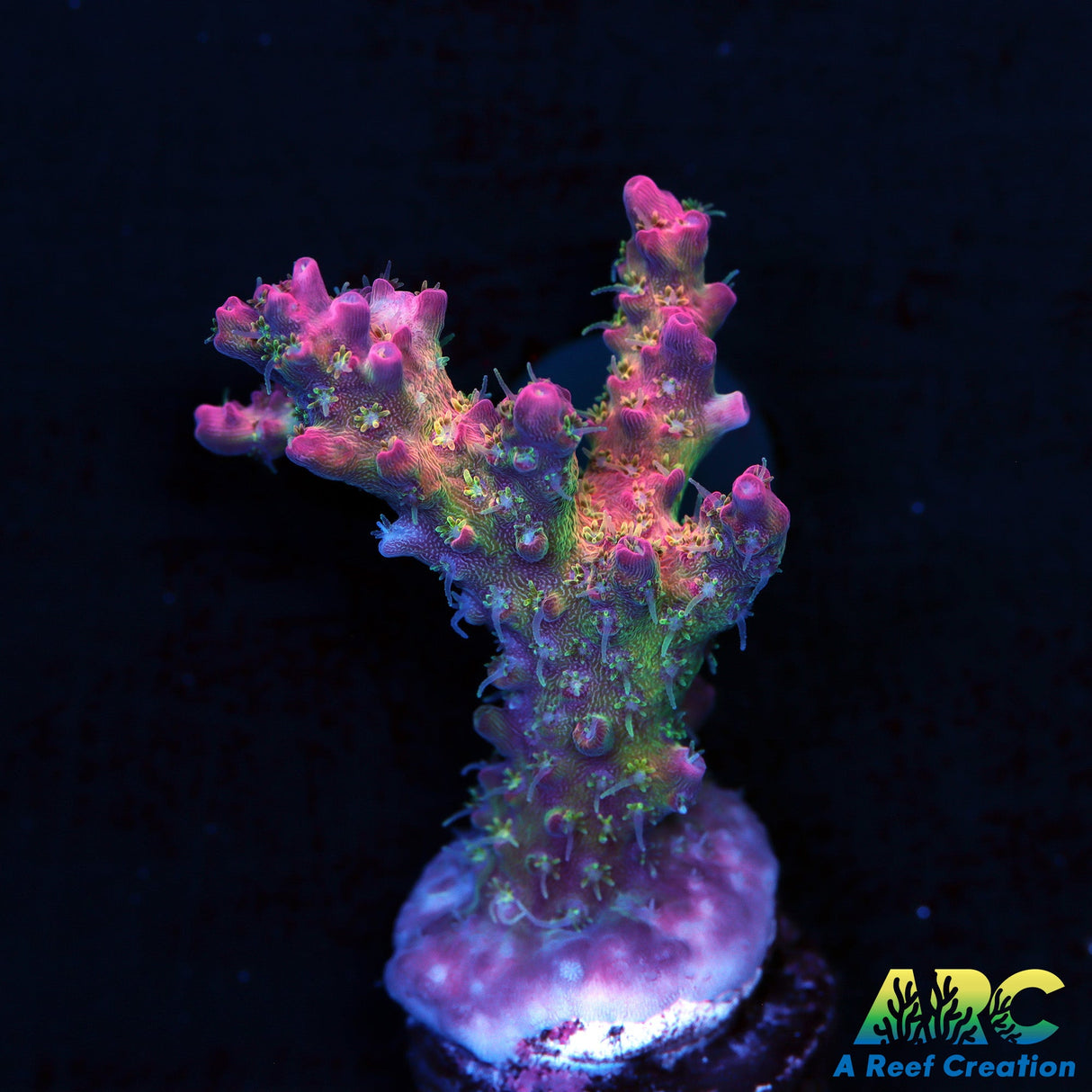 Tyree Pinky The Bear