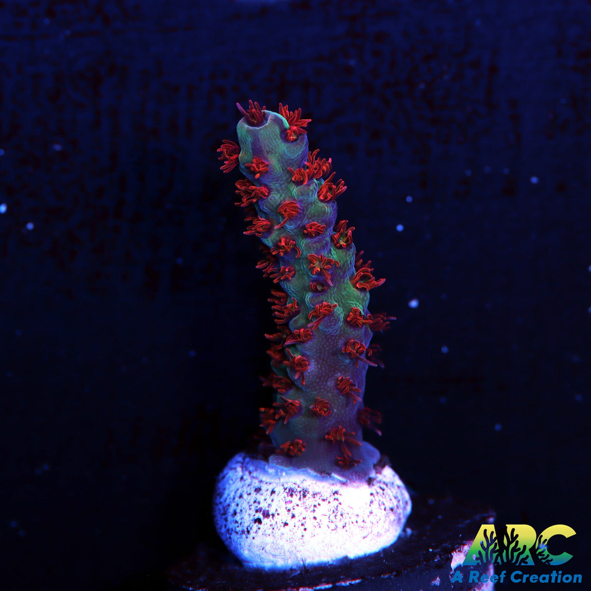 TCK Fuzzy Was A Bear