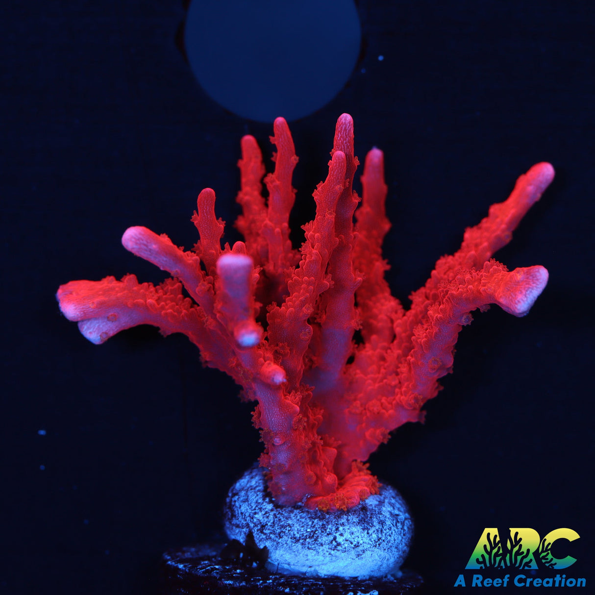 Manilla spy Montipora