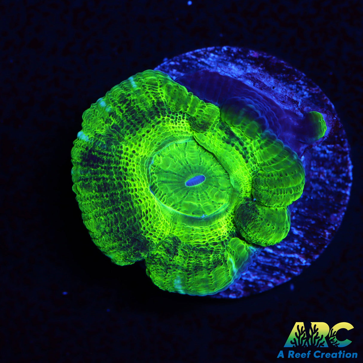 ARC Neon Green Asian Acan