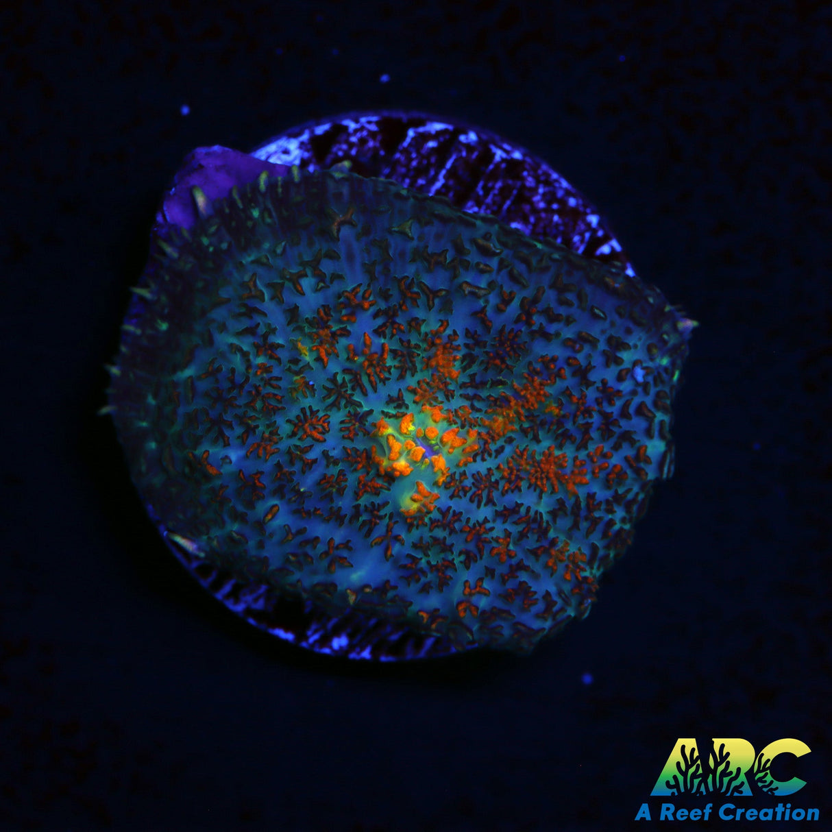 Sweet Rhodactis Mushroom