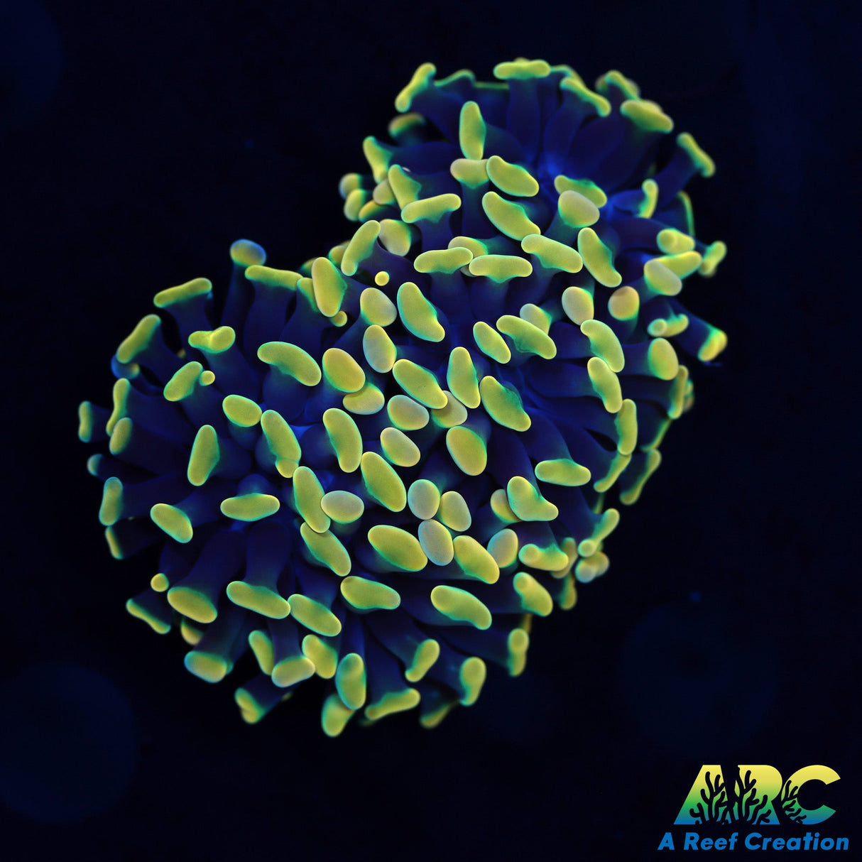 ARC Gold Branching Hammer