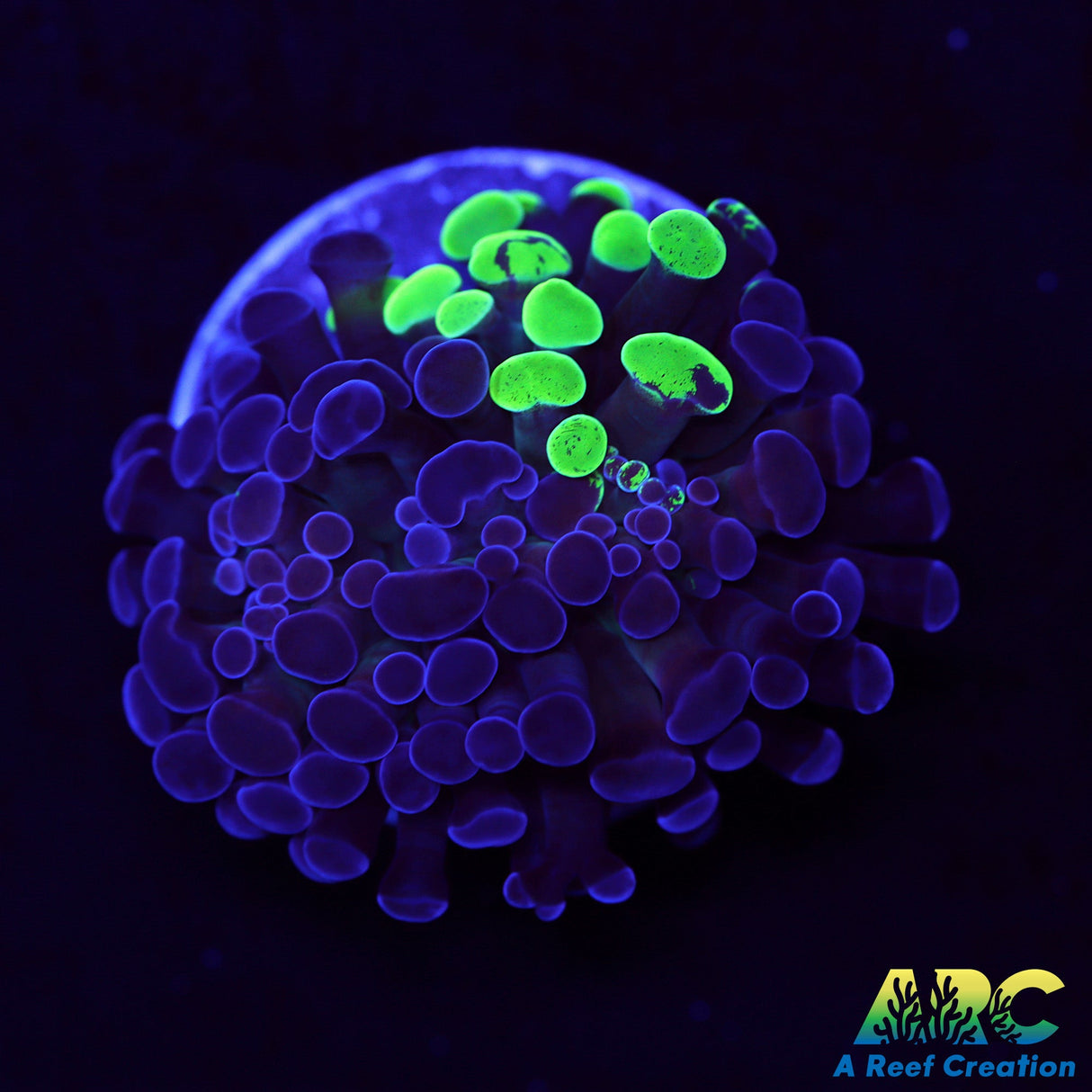 Toxic Swirl Branching Hammer mostly purple side