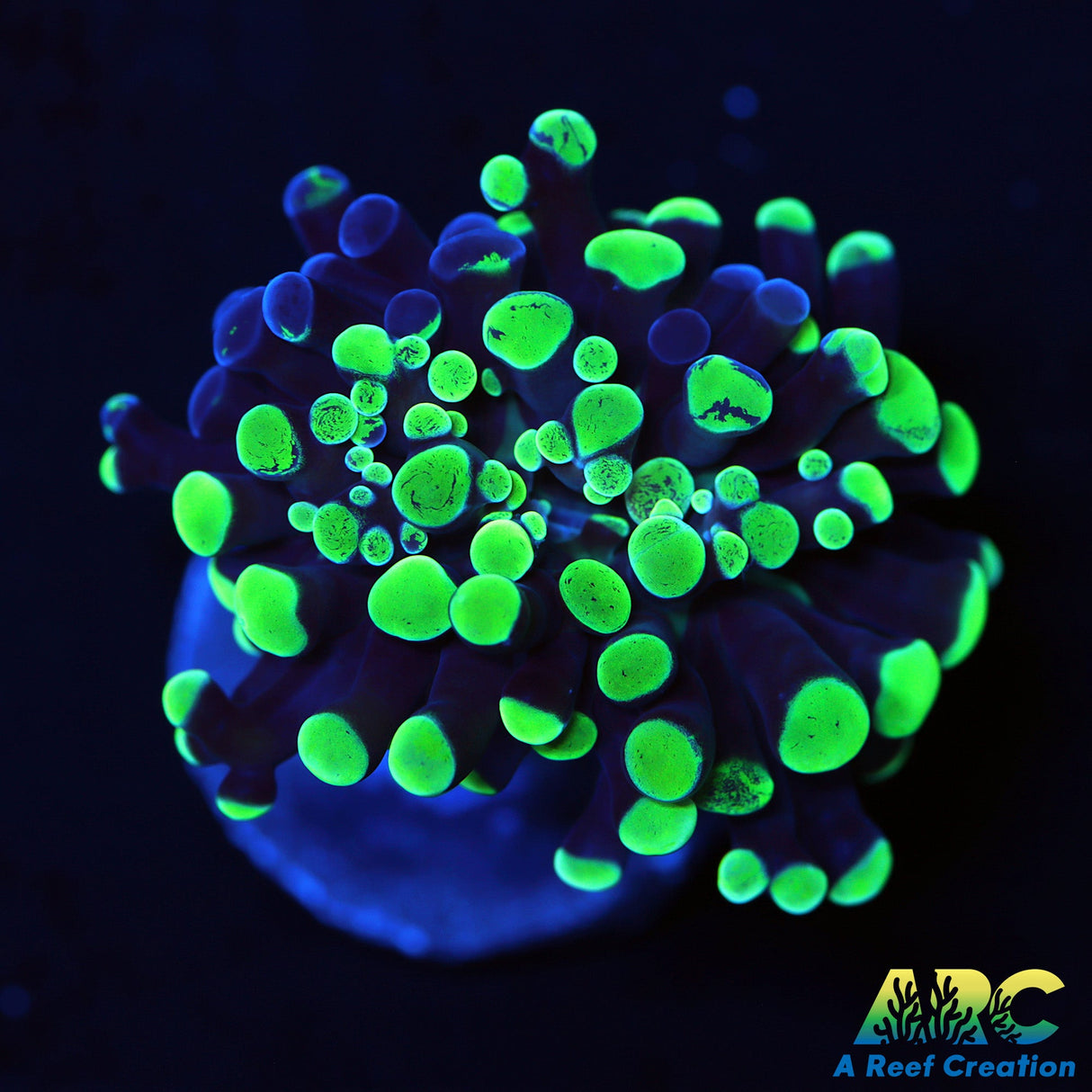 Toxic Swirl Branching Hammer mostly Green side