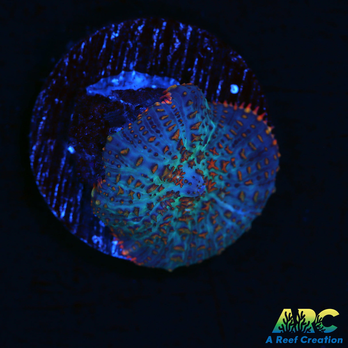 Flame Rim Rhodactis Mushroom