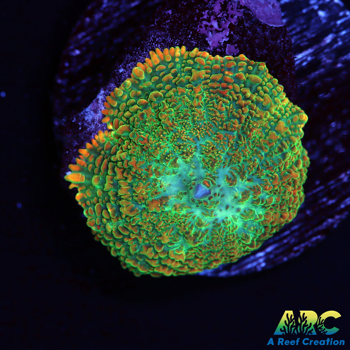 Tequila Type Rhodactis Mushroom