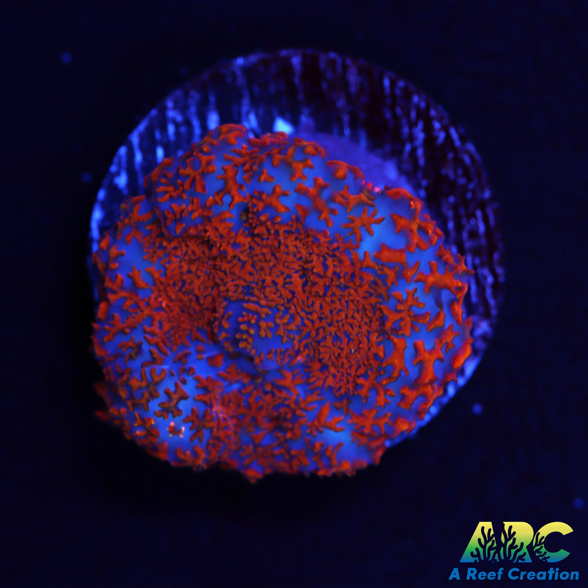 Superman Rhodactis Mushroom