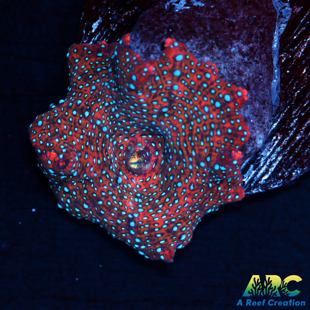 Superman Disco mushroom