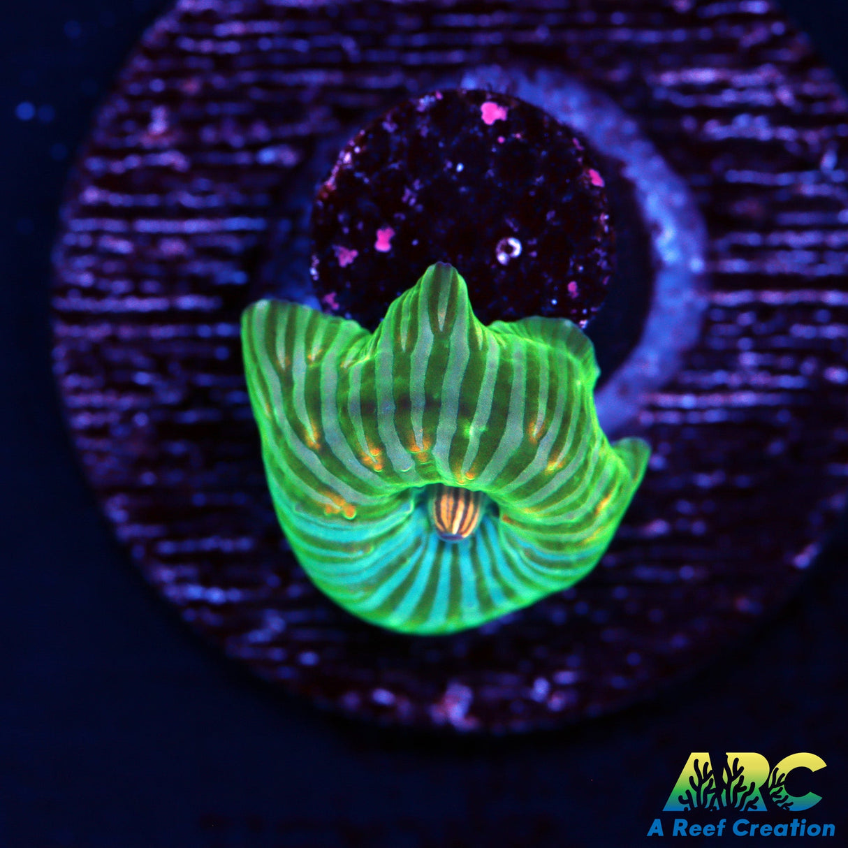 RandyOs Bicolor Disco Mushroom