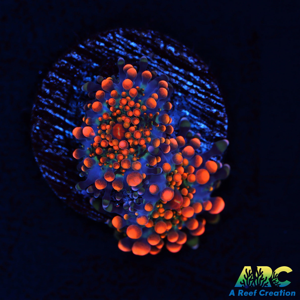 ARC Tangerine Dream Yuma