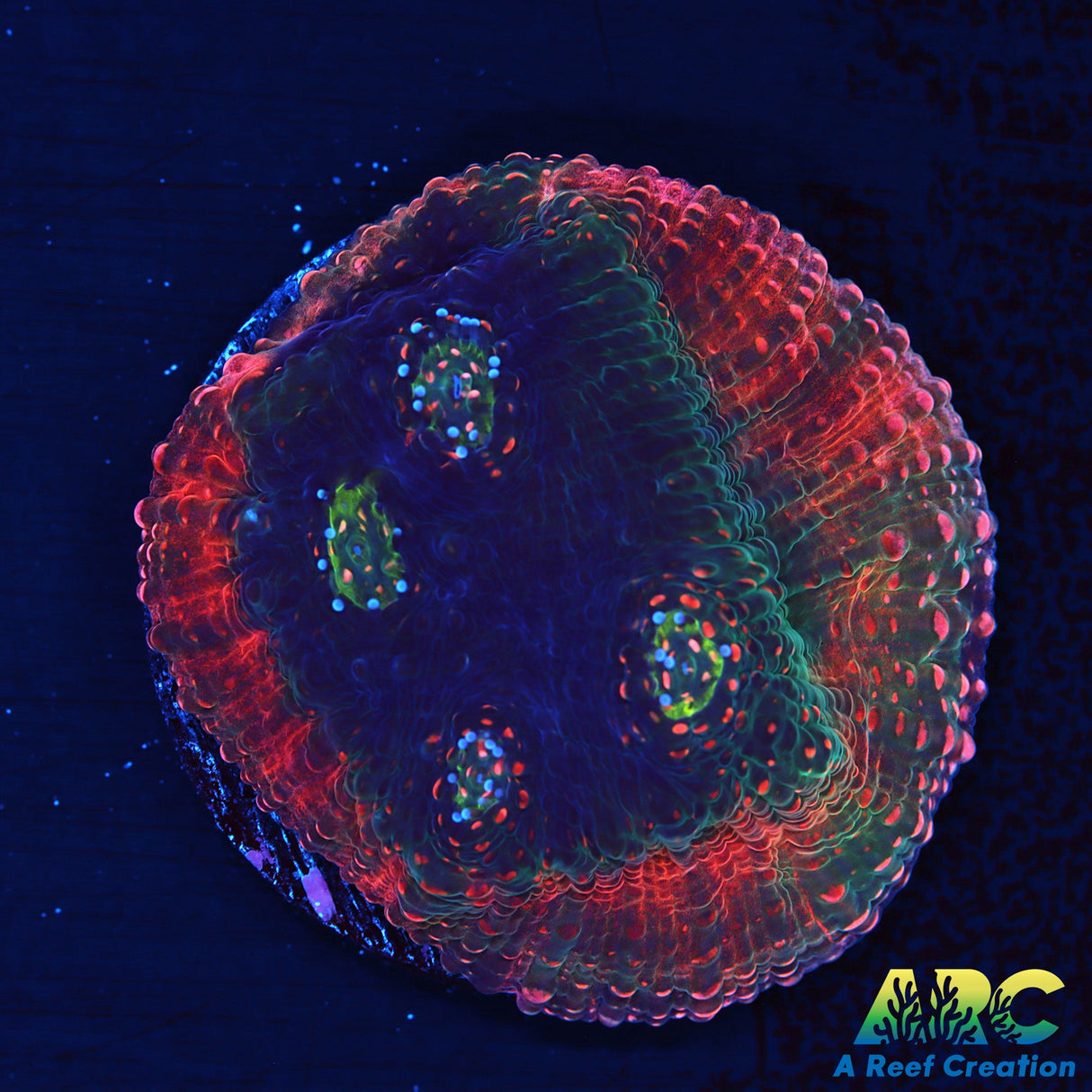 Jake's Watermelon Chalice