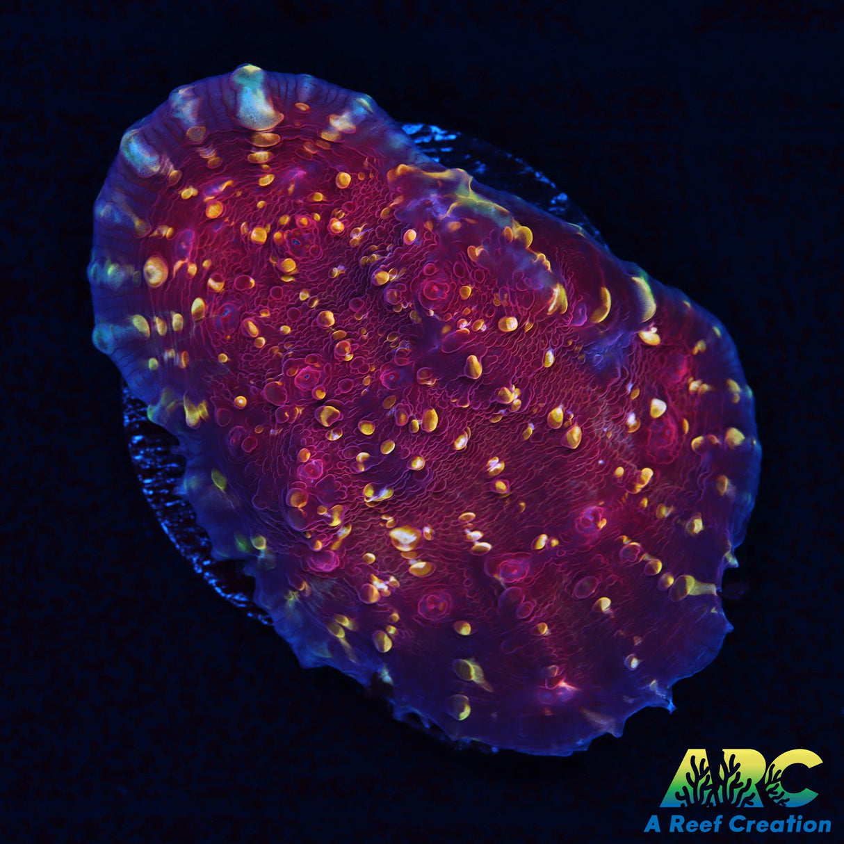 JF Goldmeister Chaice