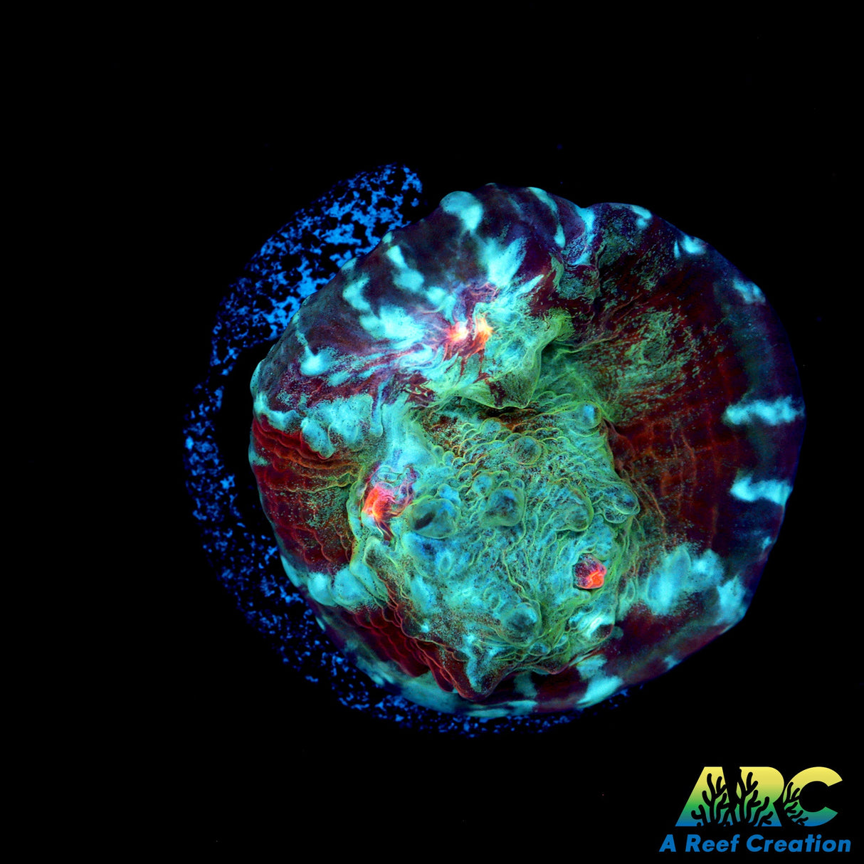 ARC Crazy Calypso Chalice