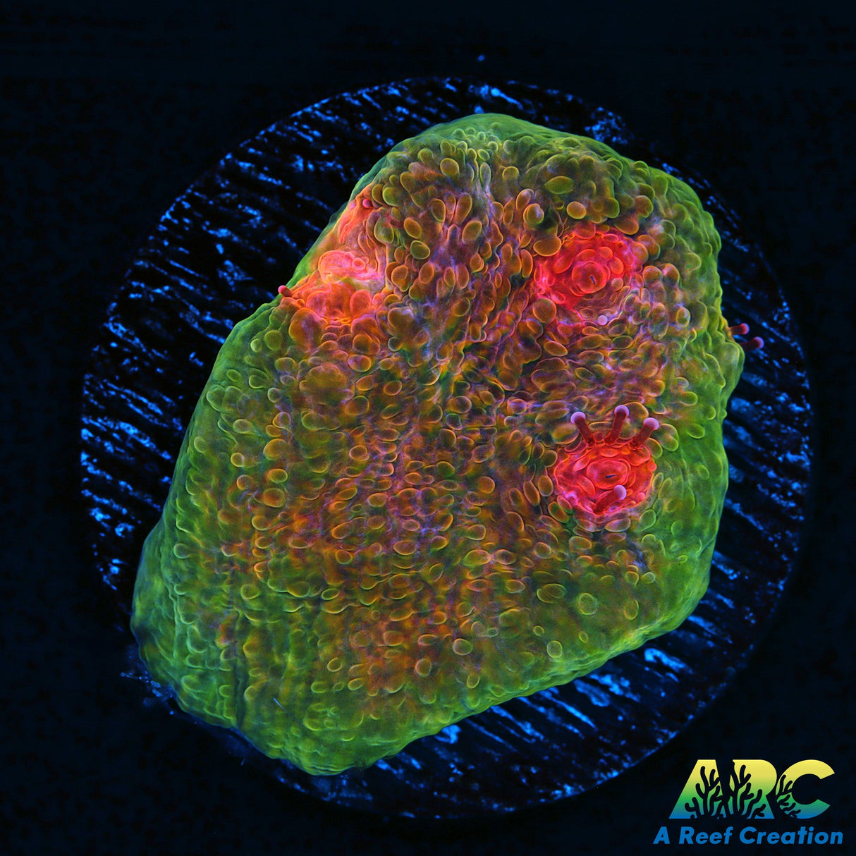 OG Mummy Eye Chalice