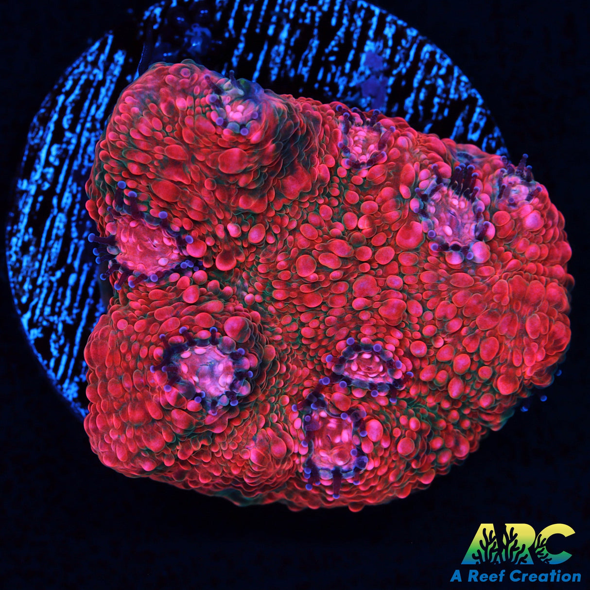 Pink Echinophyllia Chalice