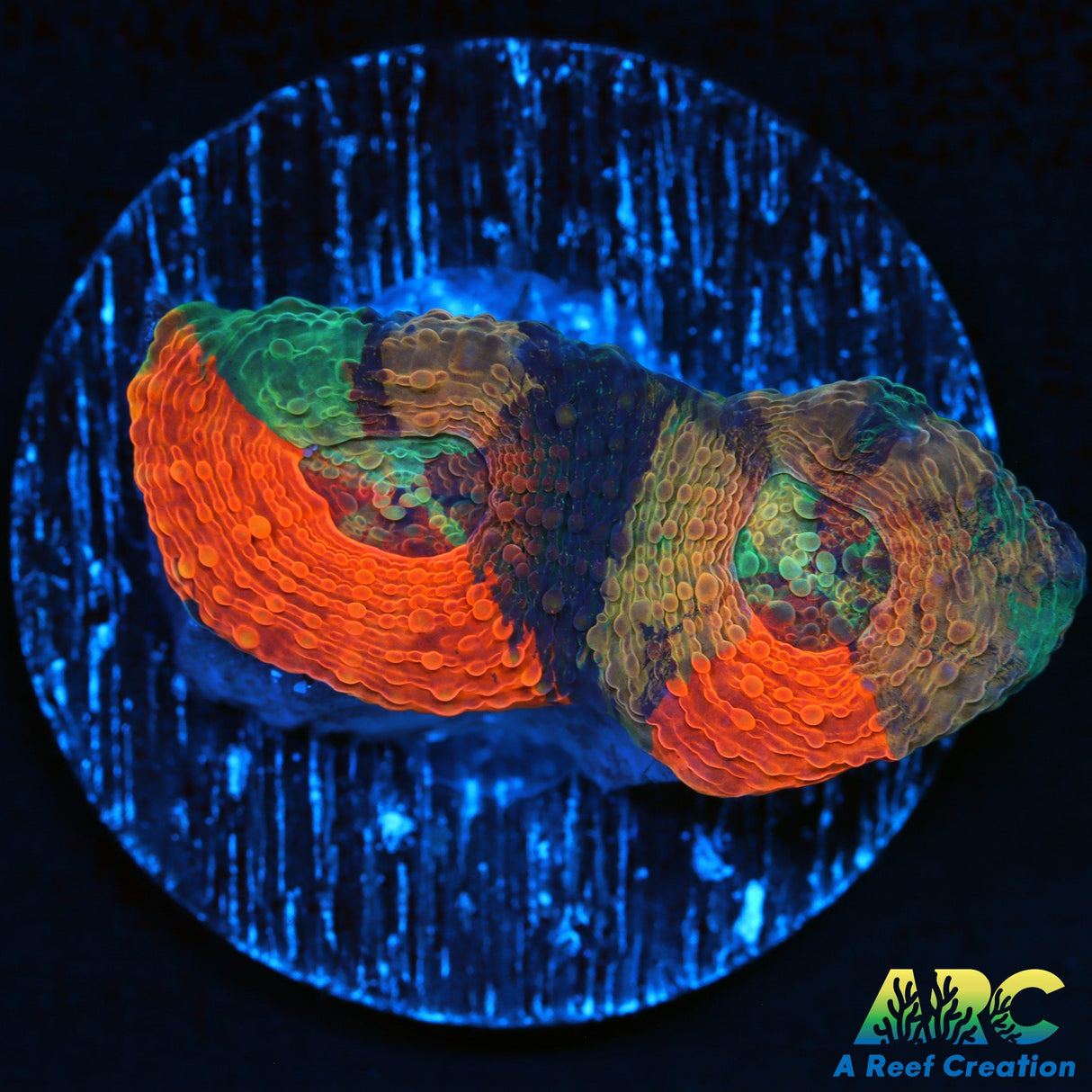 Awesome Grafted Acan Echinata