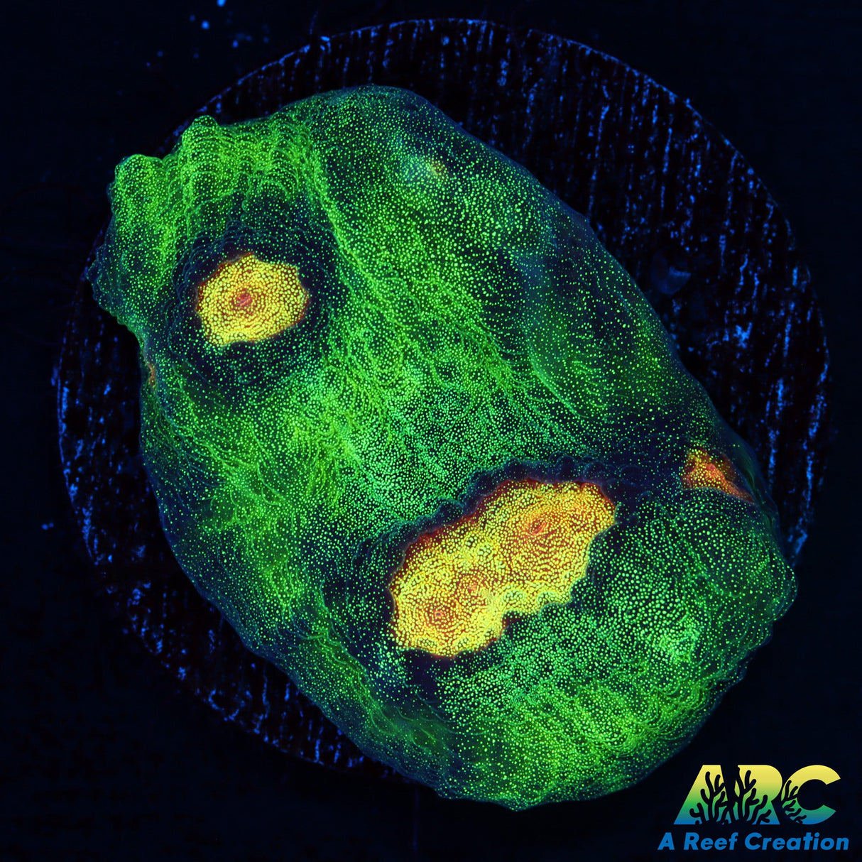 JF Raja Rampage Chalice