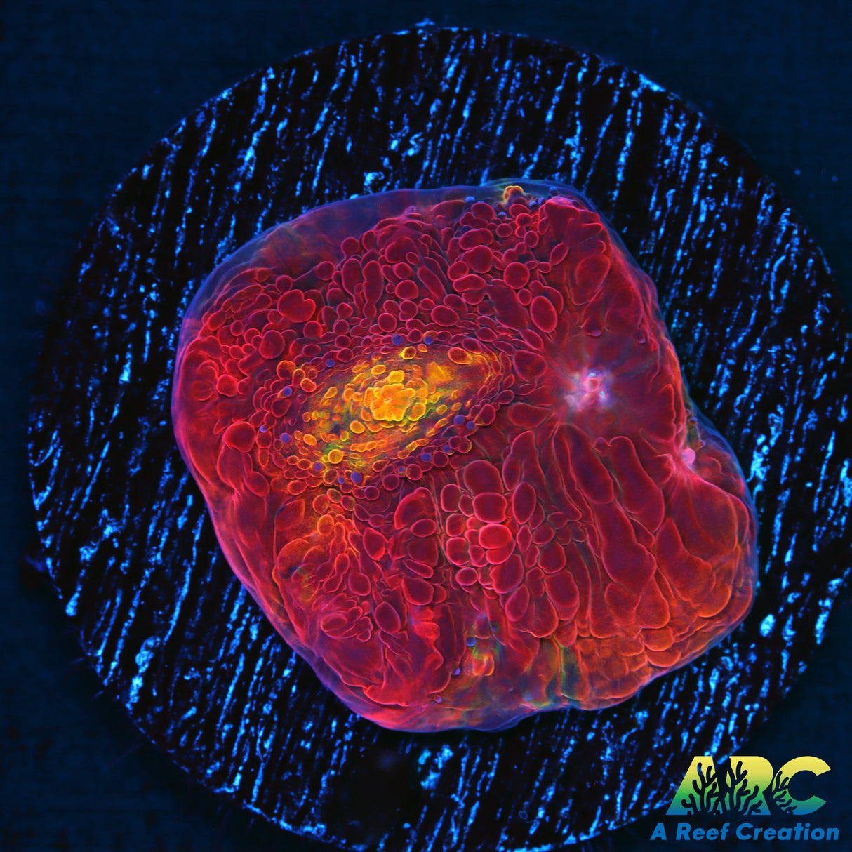 ARC Melting Pot Chalice