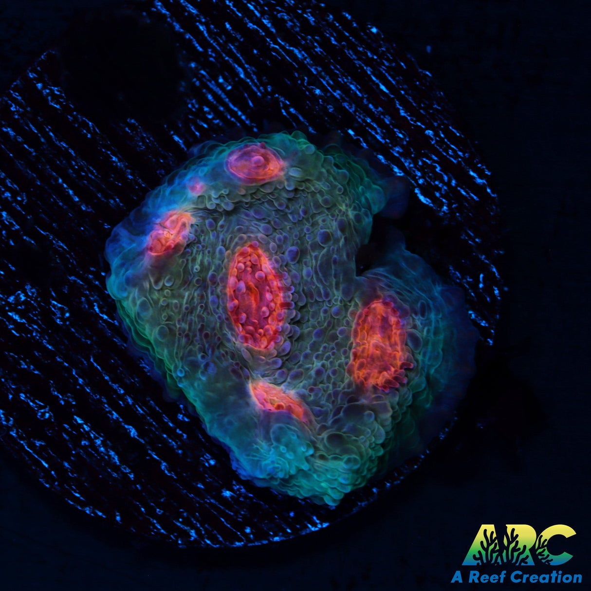 OG Purple Urkle Chalice