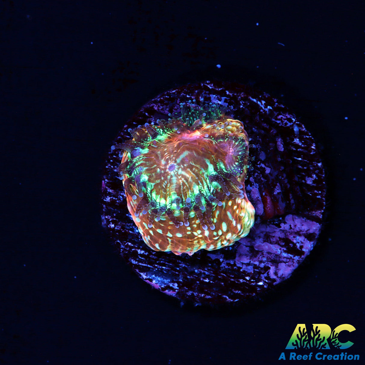 Small Gold Rush Bower