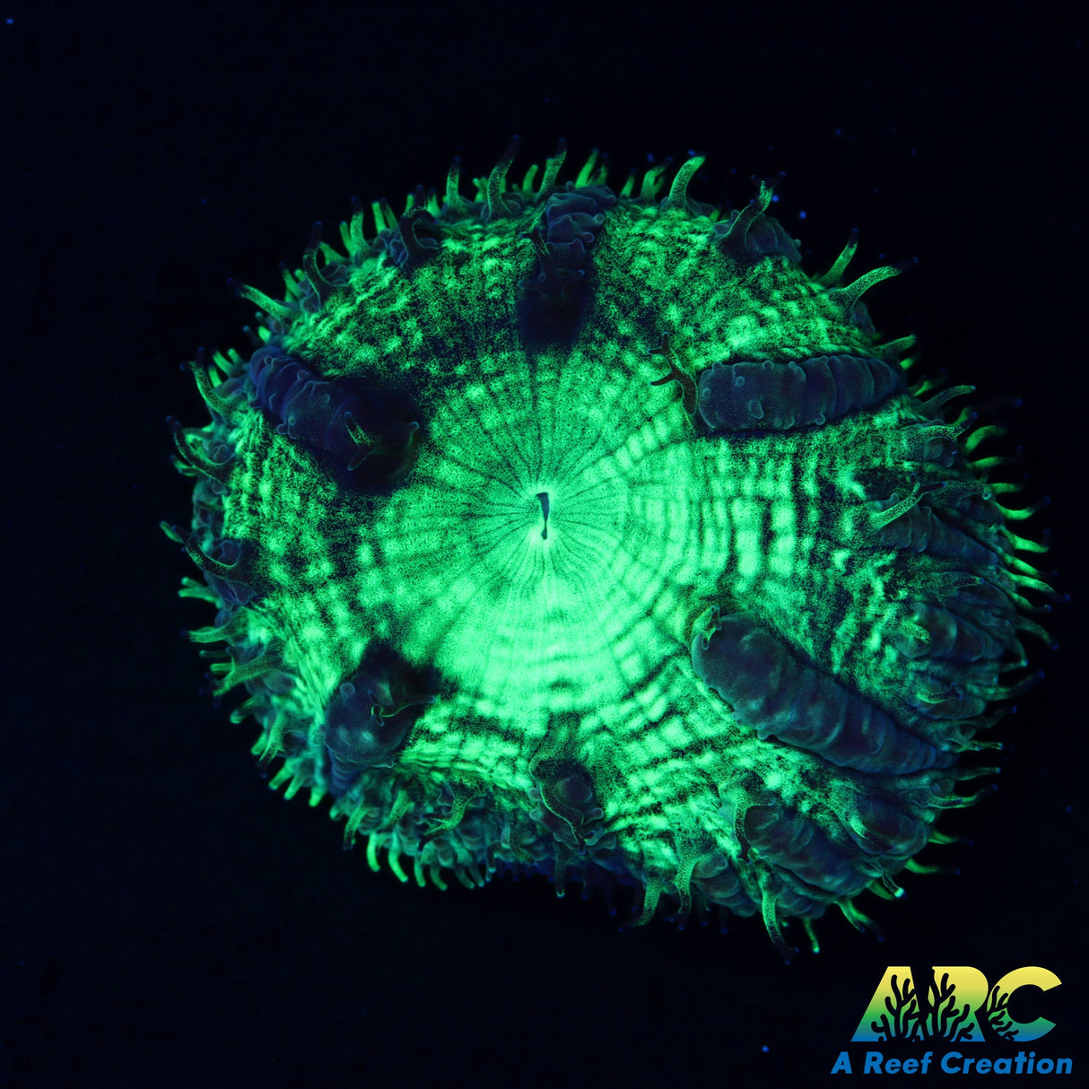 ARC Mint Mojito Blasto