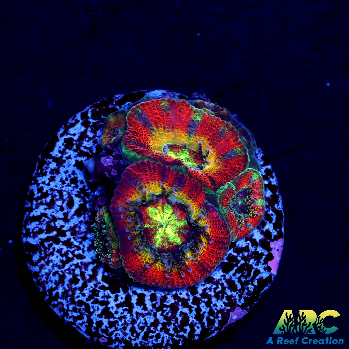 WWC Ruby Red Micromussa