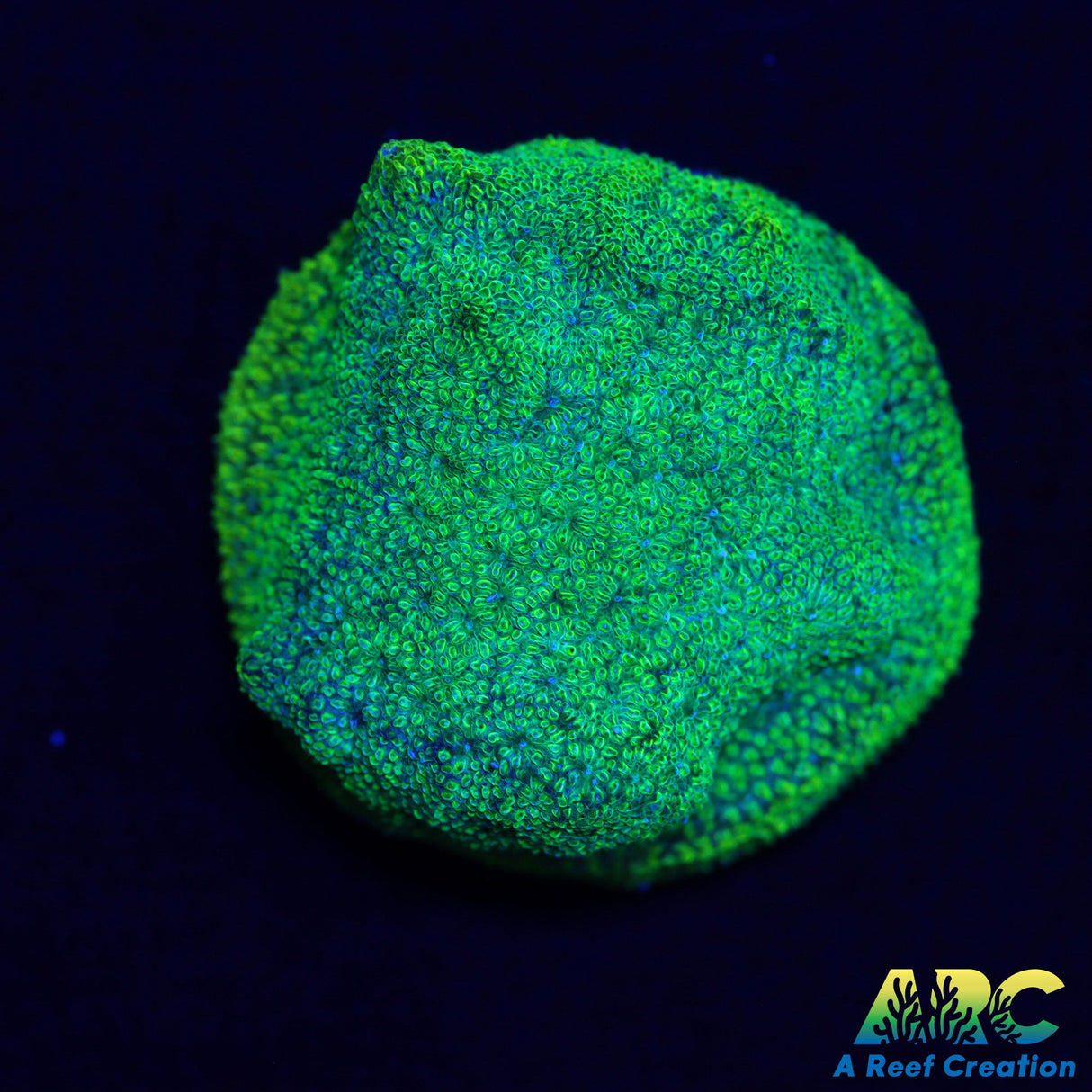 Blues Clues Psammocora