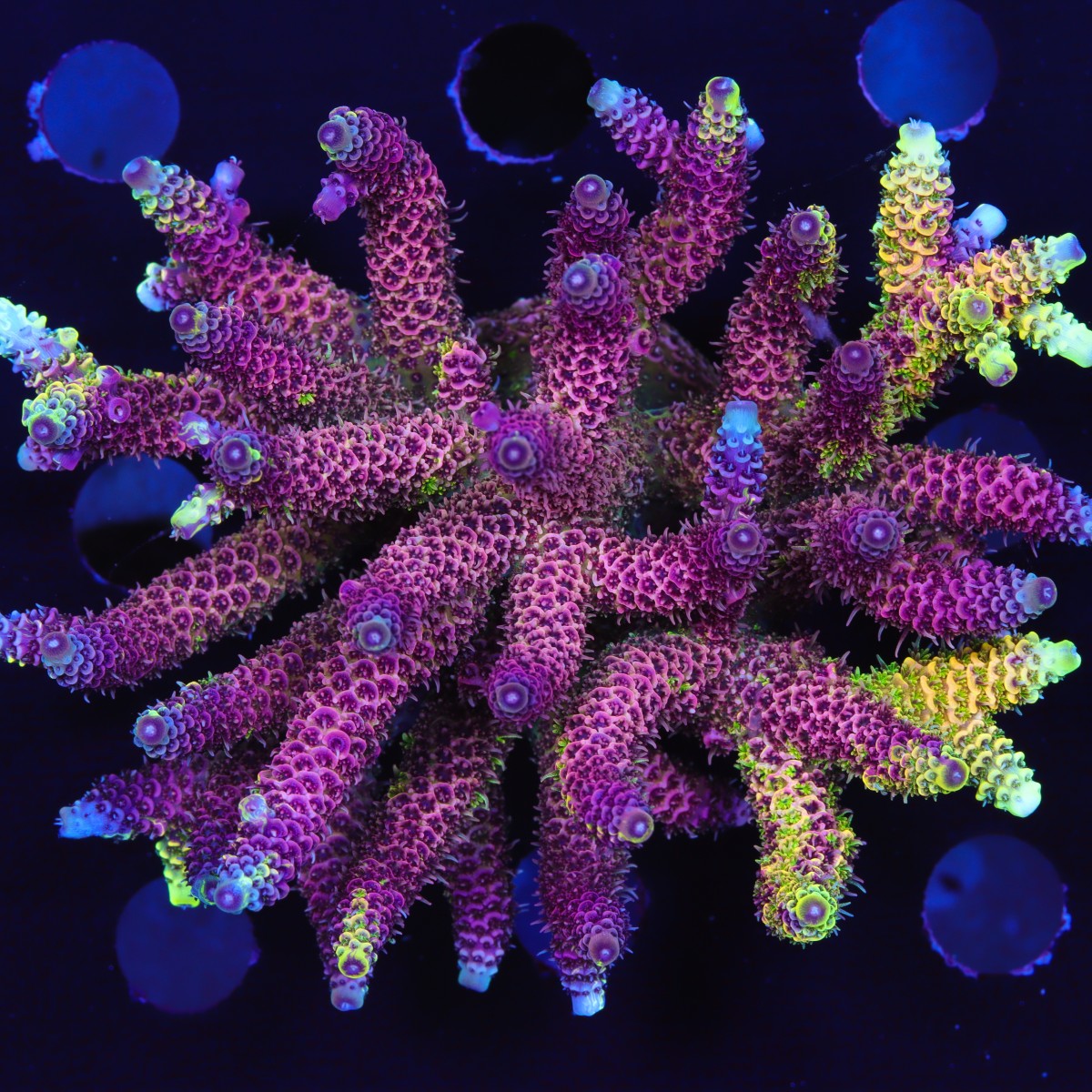 RRC Rainbow Splice Green side