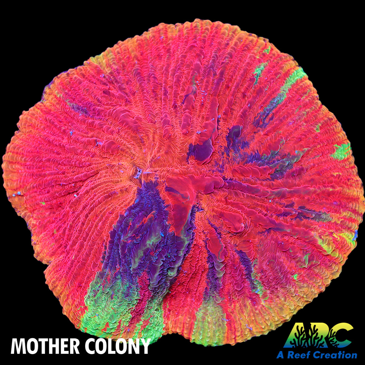 WWC Diablo Plate Coral