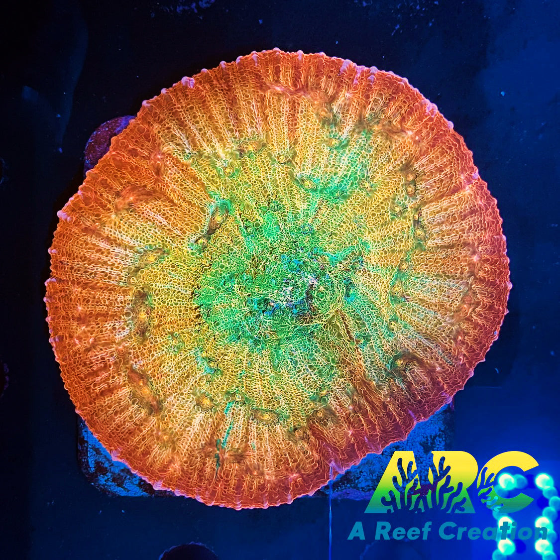 ARC Ludicrous Chalice