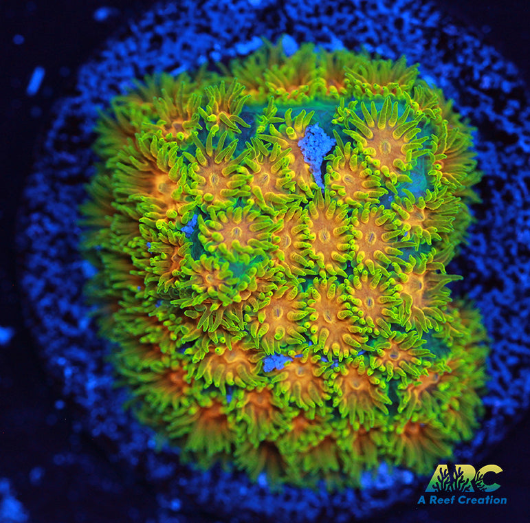 RRC Polkaroo Leptastrea