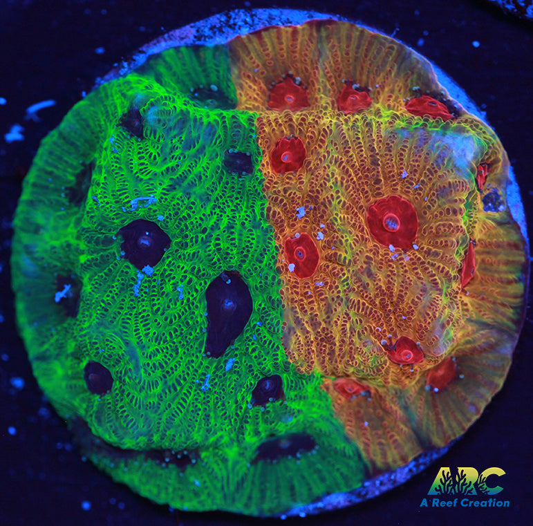 Two Faced Fascination Favites