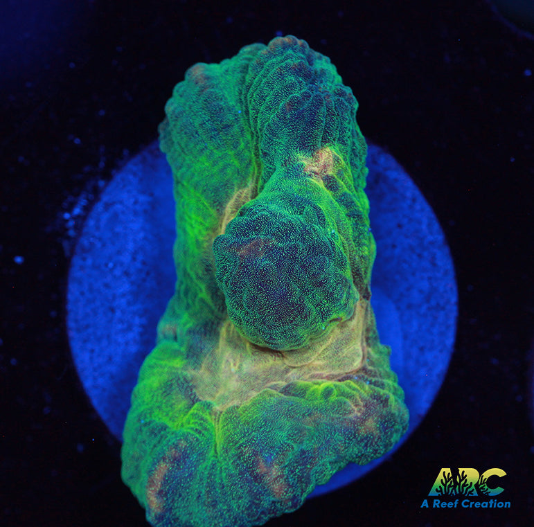 ARC Fake Invader Pectinia